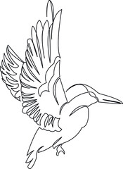 hummingbird