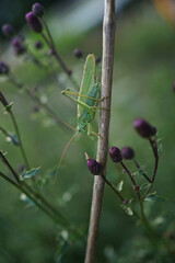 Close up of singing male Tettigonia viridissima, the great green bush-cricket sitting on a Cursed thistle, Cirsium arvense.           