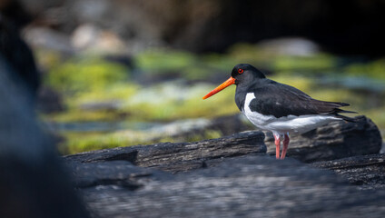 Eurasian oystercatcher (Haematopus ostralegus) walking on land with negative space 