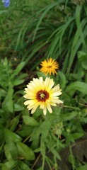 Yellow Calendula 