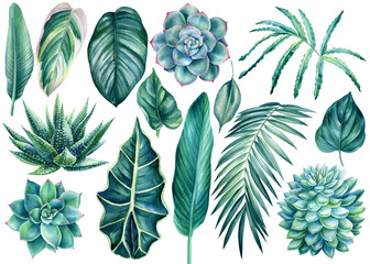Set of green tropical leaves, succulents on an isolated white background, watercolor botanical painting