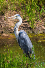 Beautiful Black-headed heron standing at a water hole on the savanna