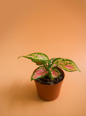 A small potted variegated houseplant Chinese Evergreen pink spotted star aglaonema with close up on exotic speckled pink, white and green leaves on an orange / peach background. Text space