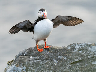 Atlantic puffin (Fratercula arctica) from Norway portrait with negative space 