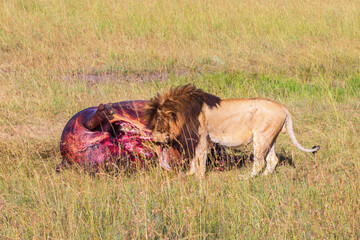 Lion male eating on a dead hippopotamus