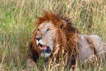Male lion lying in the grass
