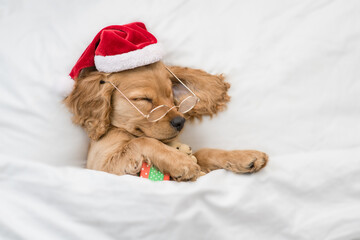 Funny English Cocker spaniel puppy wearing red santa hat sleeps with gift box under white blanket...