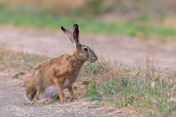 Naklejka na ściany i meble Wild European Hare Lepus Europaeus. Close up on a country road