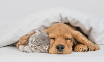 Young English Cocker spaniel puppy hugs kitten. Pets sleep together under white warm blanket on a...