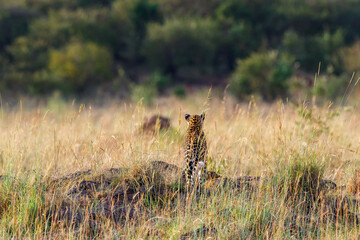 Leopard walk away on the savanna