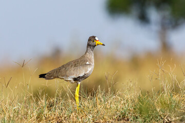 Wattled lapwing in the grass in the african wilderness