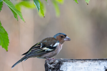 Male Common Chaffinch Fringilla coelebs in the wild