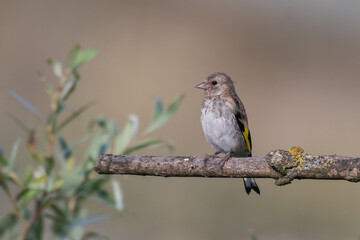 European Goldfinch Carduelis carduelis, sitting on the branch, in the wild