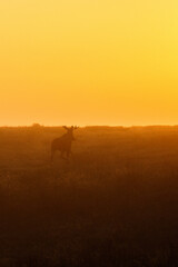 Fototapeta na wymiar Bull Moose running in a meadow at dawn