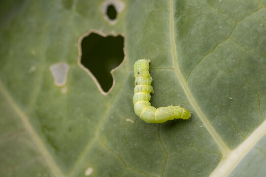 green cabbage looper caterpillar on a broccoli leaf