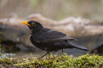 Common blackbird male Turdus merula in the wild