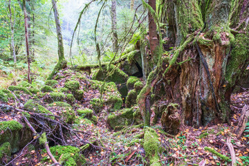 Old coniferous forest with green moss and a rotten tree