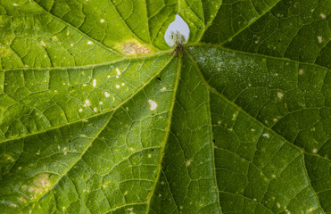 Close up Cucumber leaf