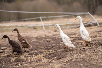 group of geese walking around yard and garden