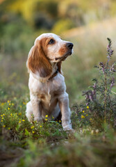 An adorable puppy of the Russian Spaniel breed sits in the park in the sunset rays of the sun. The animal looks at the owner. Selective focus.