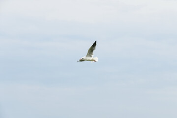A seagull flies near the sky and has opened its beautiful wing.