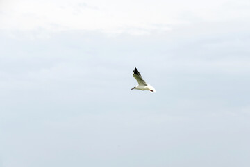 A seagull flies south against the background of clouds in the sky.