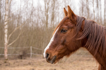 Fototapeta premium Horse on nature. Portrait of a horse, brown horse