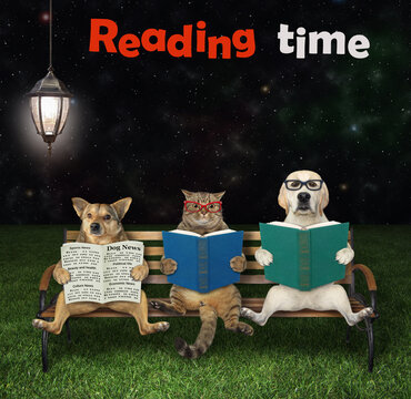 Pets Sit On A Bench And Read Under A Street Lamp In The Park At Night. Reading Time.