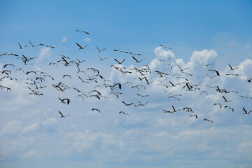 Birds in the sky,Clouds filled the sky,A lot of birds.