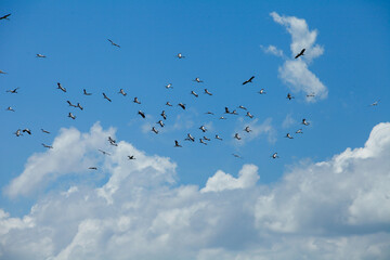 Birds in the sky,Clouds filled the sky,A lot of birds.