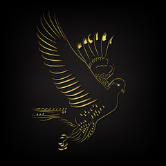 Golden border hawk eagle