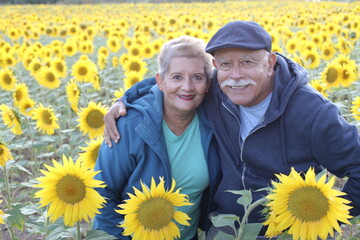 Ethnic senior couple in stunning sunflowers field - obrazy, fototapety, plakaty