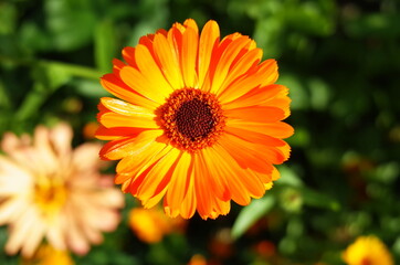 orange flower in the garden
