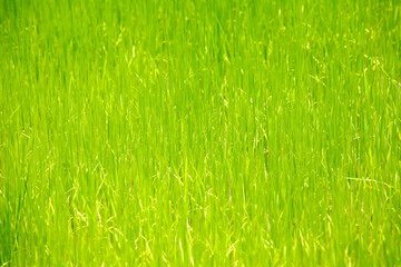 Green grass background