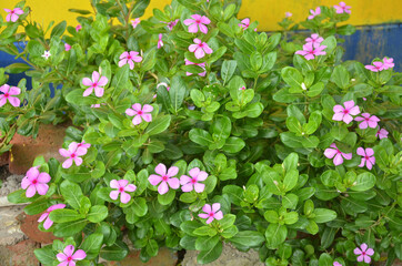 Madagascar periwinkle plant in the garden.