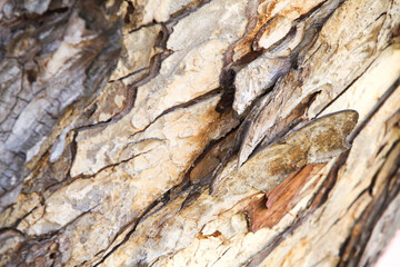 Tree bark texture background