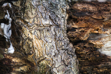 Tree bark texture background
