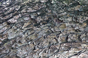 Tree bark texture background