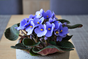 Close up of Saintpaulia or African violet flowers