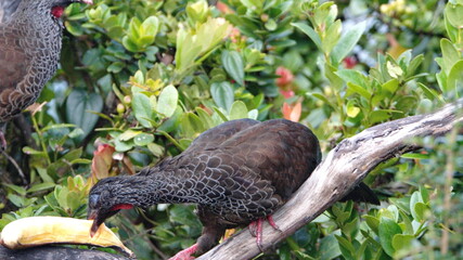 Andean guan (Penelope montagnii) eating a banana while perched in a tree in Yanacocha Ecological Reserve, outside of Quito, Ecuador