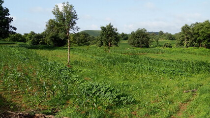 Obraz premium corn field