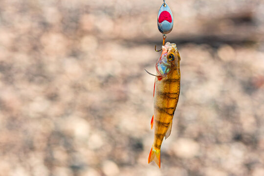 Fishing on the river. Fishing. Perch. Blesna. Get hooked. Close-up