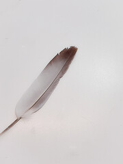 bird feather on a white background