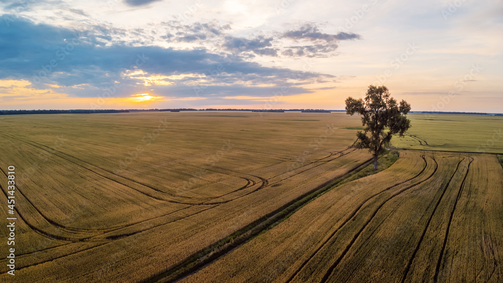 Wall mural One lonely tree in the middle of big field at sunset. Drone point of view of agricultural fields