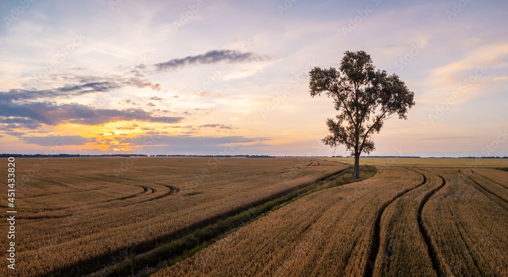 Canvas Prints Lonely tree in the field surrounded with plantations of rye, wheat, barley. Evening in the countryside