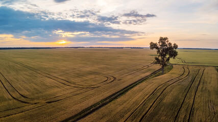 Fototapeta na wymiar One lonely tree in the middle of big field at sunset. Drone point of view of agricultural fields