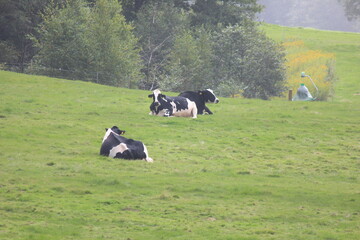 北海道の風景。牧場に寝そべる牛たち。