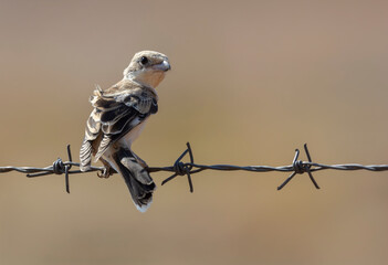 Wonderful images of the endangered Woodchat Shrike bird in the nature environment with the chick in the sunny weather at different times colorful background ( Lanius senator )
