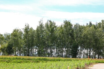 Obraz premium 北海道の風景。四季彩の丘。