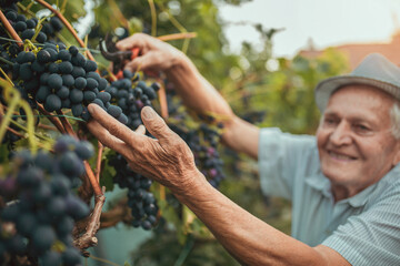Senior man harvesting grapes in the vineyard